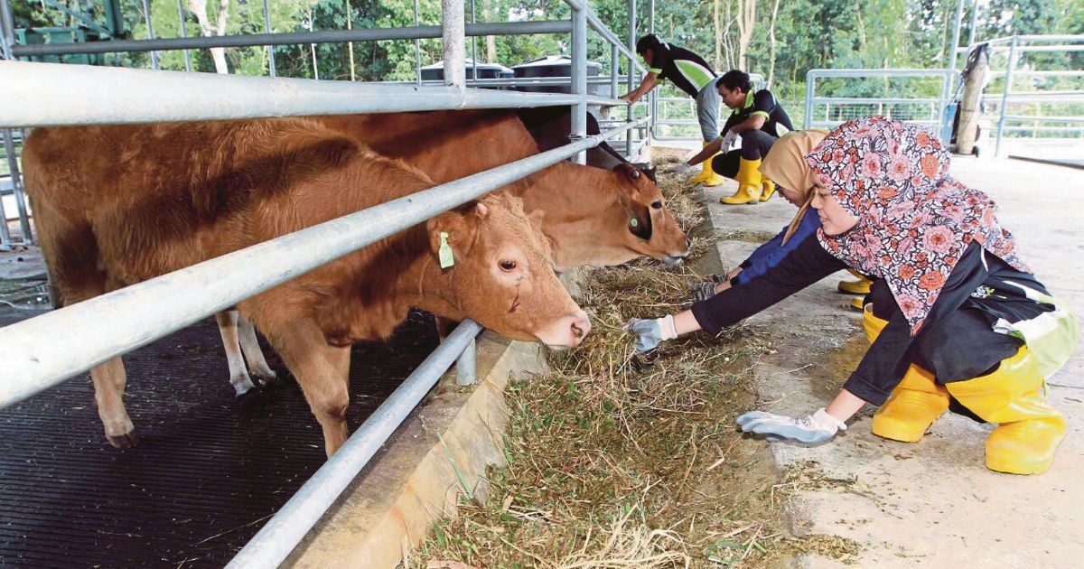 Malaysia remains free of 'Peste Des Petits Ruminants'