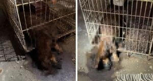 NGO calls for action over animal neglect at abandoned vet clinic