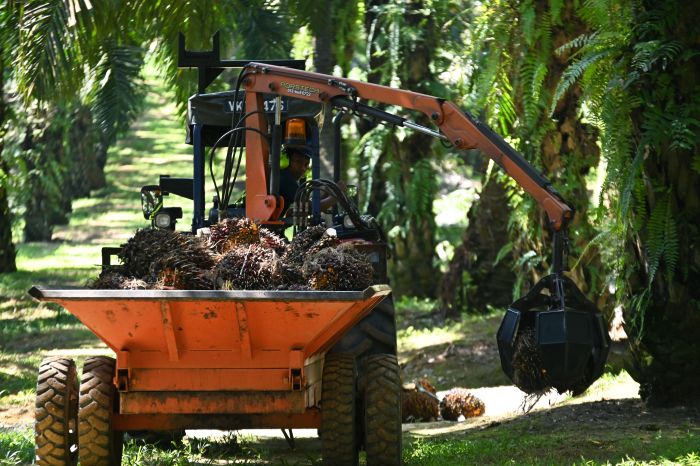 Operasi ladang Felda, FGV di Terengganu diteruskan seperti biasa