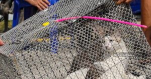 Over 16,000 animal welfare complaints resolved, says DVS