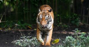 Perhilitan, cops on alert after tiger attacks cows near Chemor