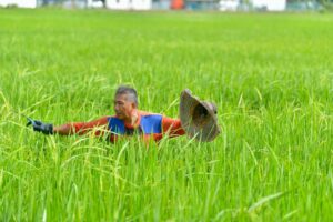 Projek rintis padi lima musim perkukuh keterjaminan makanan negara