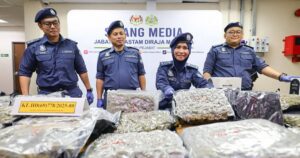 RM63mil worth of cannabis buds seized in Selangor house raid