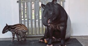 Rescue centre acts as hospital for endangered Malayan wildlife