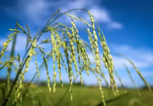 Sektor pertanian catat 1.74 juta pekerja, jana RM186 bilion