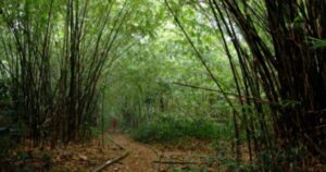 Selangor govt asked to reveal transaction details of Ayer Hitam Forest Reserve land