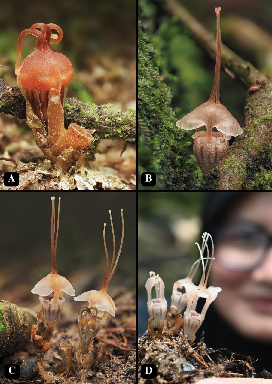 Spesis Baharu Tangkung Pari-Pari Ditemukan Di Selangor