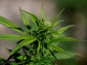 Trump pertimbang longgarkan sekatan terhadap ganja