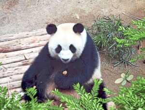 Zoo Negara teases giant pandas Chen Xing, Xiao Yue's public debut