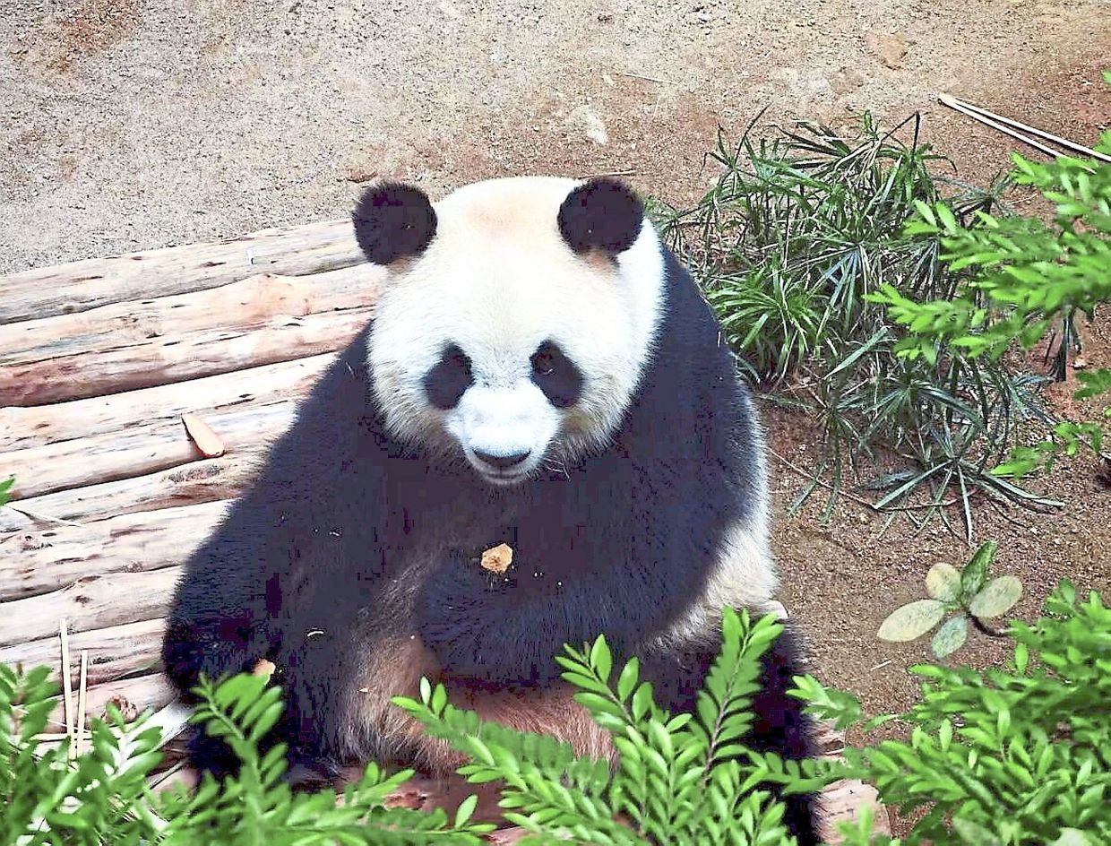 Zoo Negara teases giant pandas Chen Xing, Xiao Yue's public debut