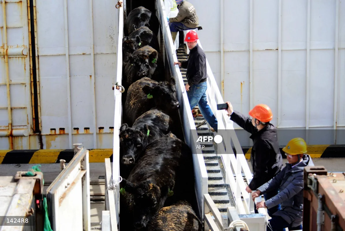 China to impose 55% tariffs on beef imports from key suppliers