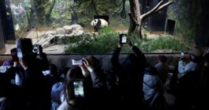 Crowds flock to Tokyo zoo to see pandas before they leave