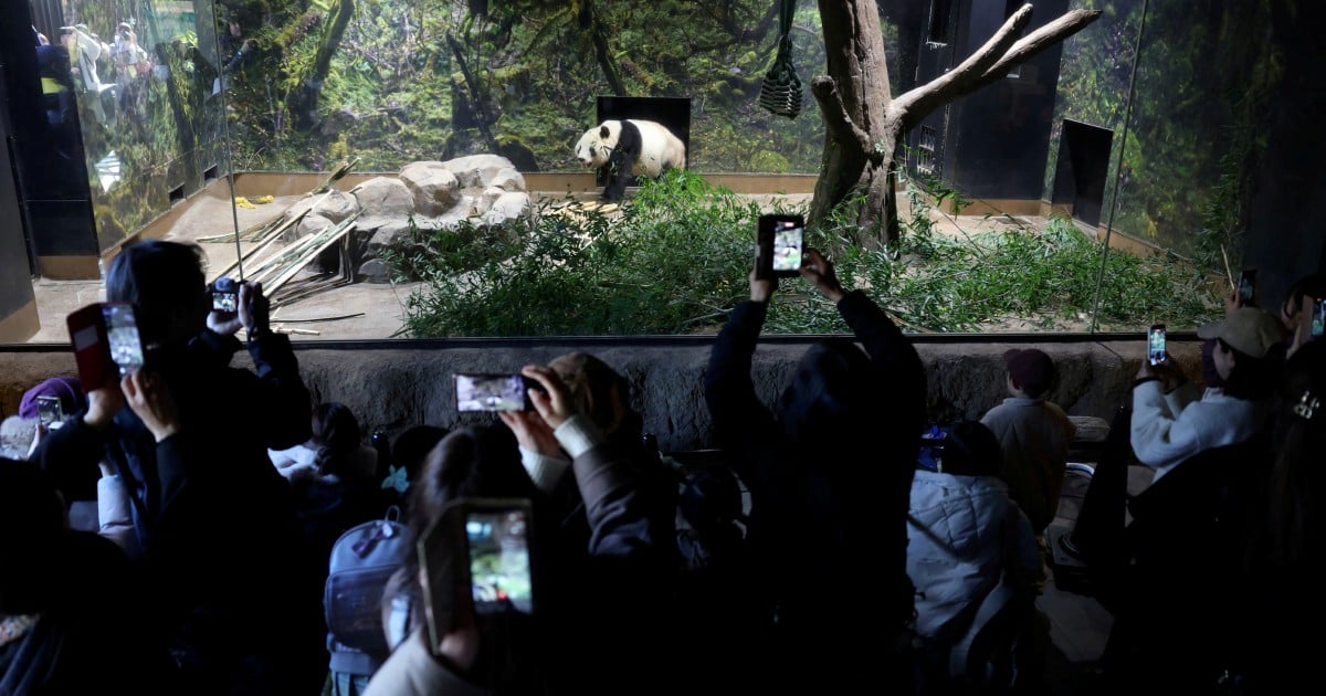 Crowds flock to Tokyo zoo to see pandas before they leave