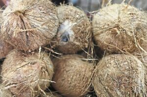 Devotees urged to break fewer coconuts for Thaipusam