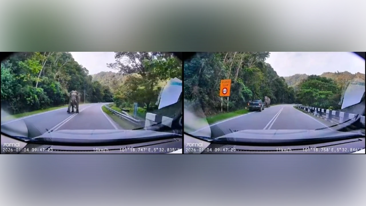 Driver's close call with charging elephant in Kelantan