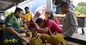 Durian glut caused by export rejects, says Fama