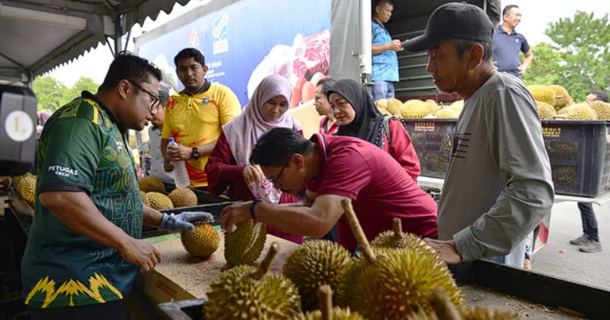 Durian glut caused by export rejects, says Fama