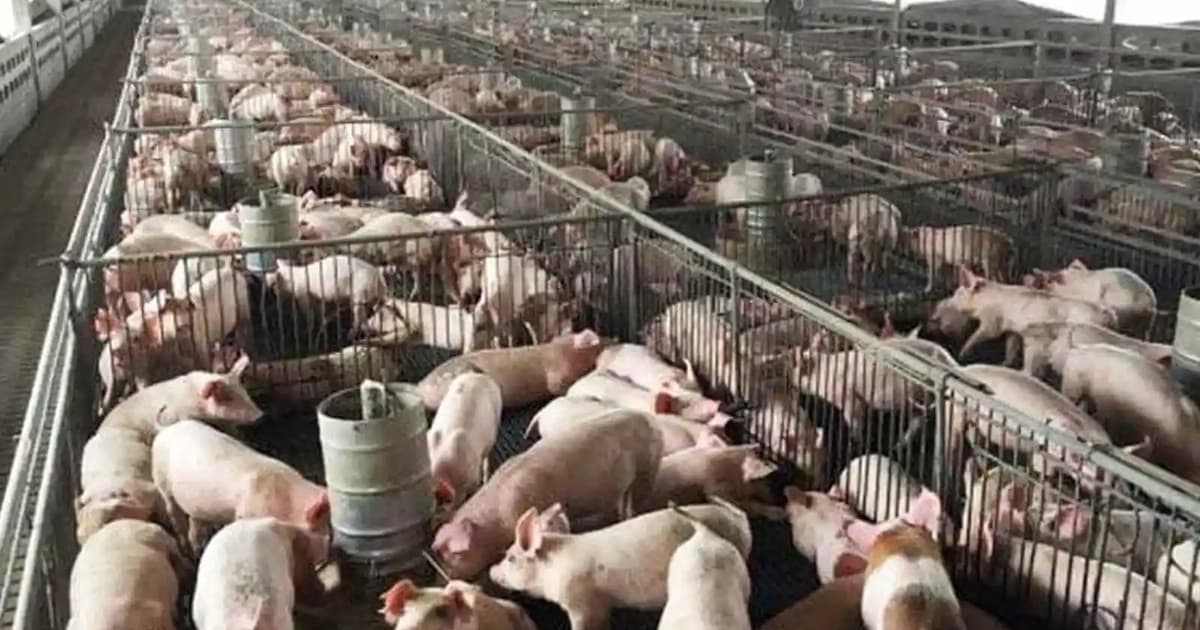 Emulate Sarawak rather than shut down pig farms, says MP