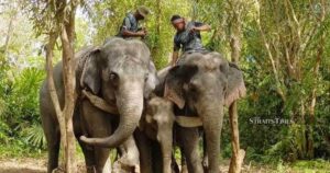 Five wild elephants captured in Rompin relocated