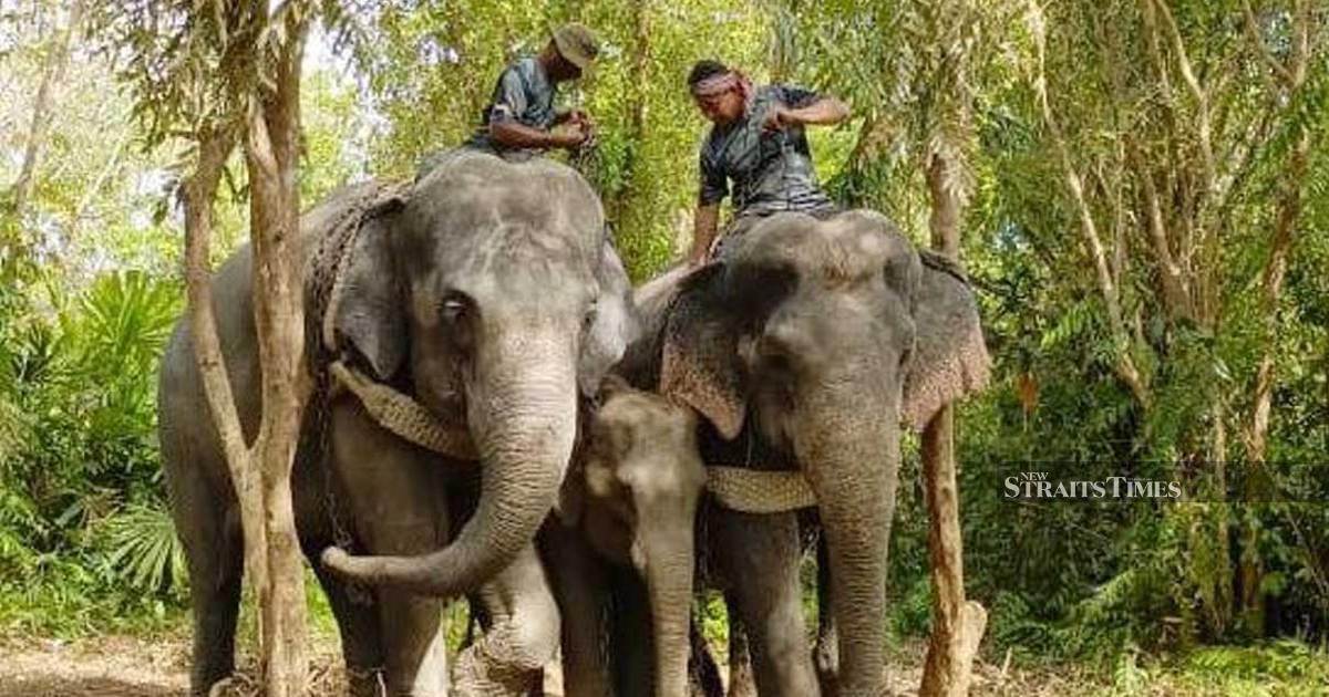 Five wild elephants captured in Rompin relocated