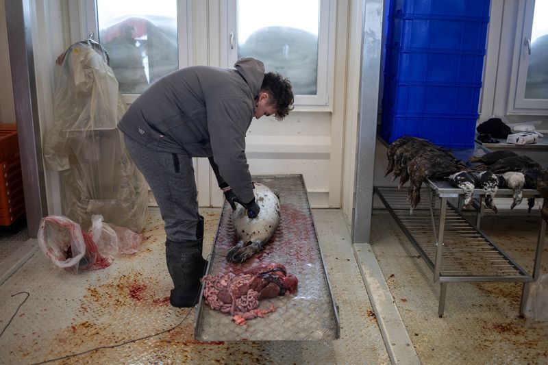 Freezers full of seal meat: How Greenland's hunting culture helps emergency preparedness