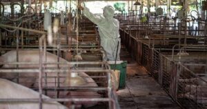 Just import pork, no need for pig farms, says Bersatu MP
