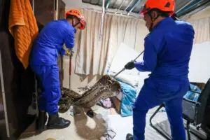 Kelantan catat lebih 11,000 tangkapan ular tahun lepas