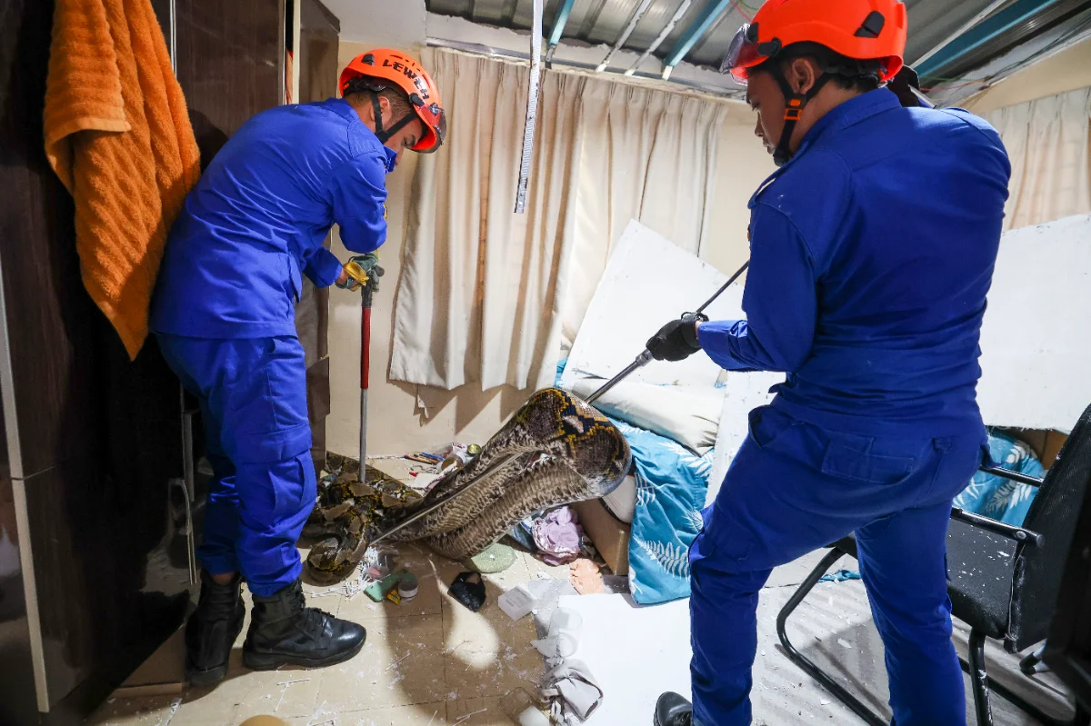 Kelantan catat lebih 11,000 tangkapan ular tahun lepas