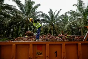 Malaysia tailors trade diplomacy to counter palm oil discrimination