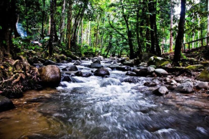 New species of fairy lantern discovered in Sungai Congkak