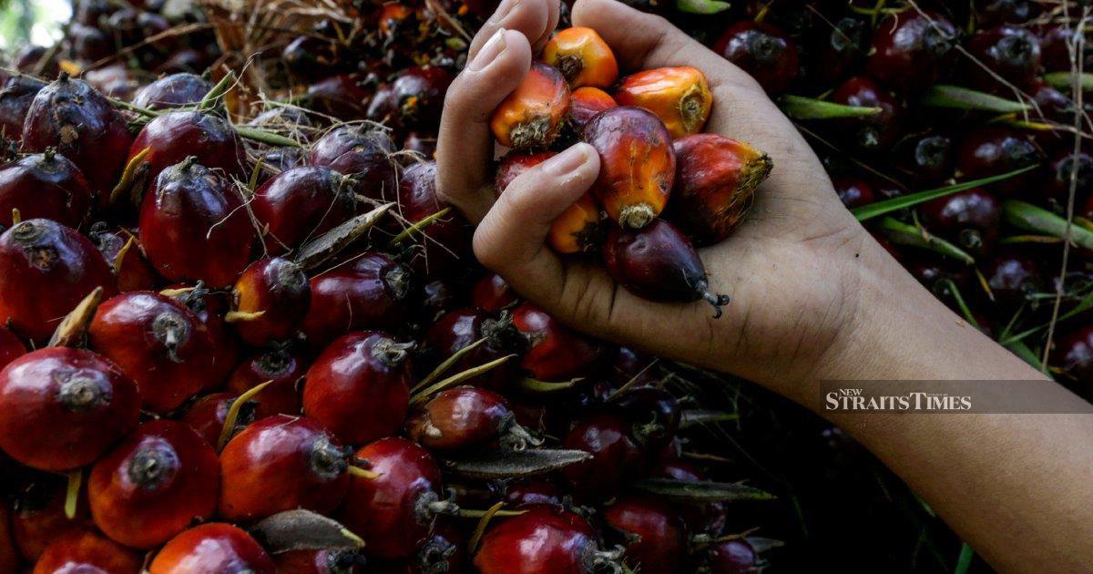 Palm tumbles more than 1pct as Indonesia drops B50 plans, rival oils weaken