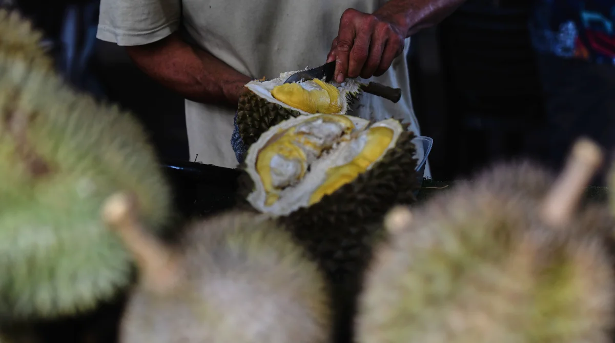 Perak sees no durian glut as export demand remains high