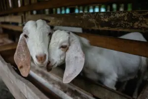 Sales tax exemption on farm inputs to cut costs, boost food security