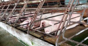 Selangor govt to discuss Anwar's suggestion to scrap pig farming project