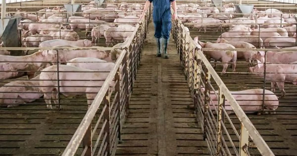 Selangor govt to discuss PM’s call to cancel Bukit Tagar pig farming plan