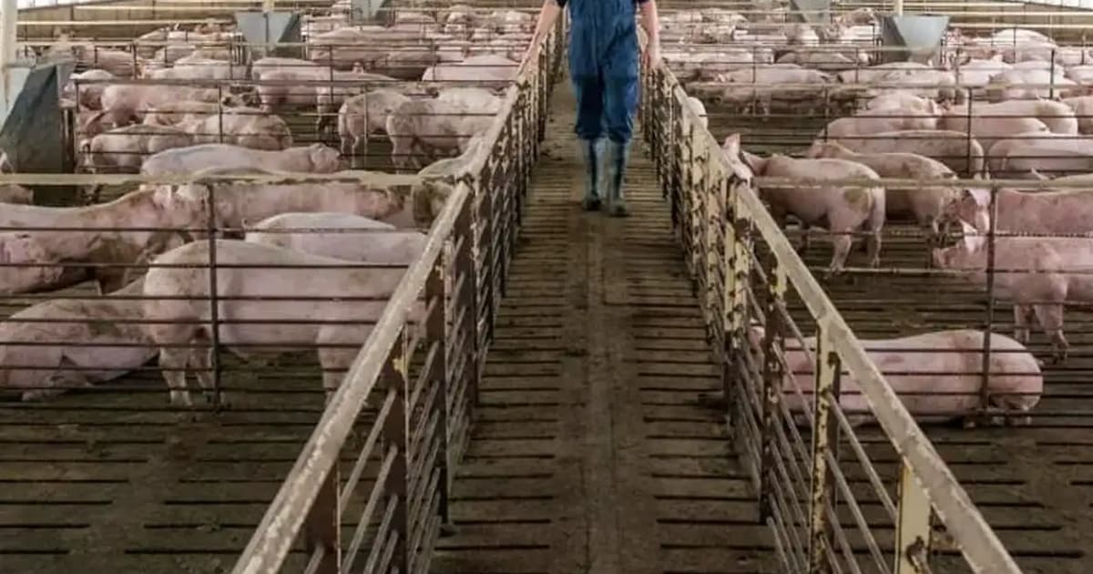 Selangor govt to shut down pig farms in Tanjung Sepat, expedite relocation