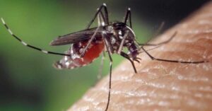 Selangor records 61% fewer dengue cases in 2025