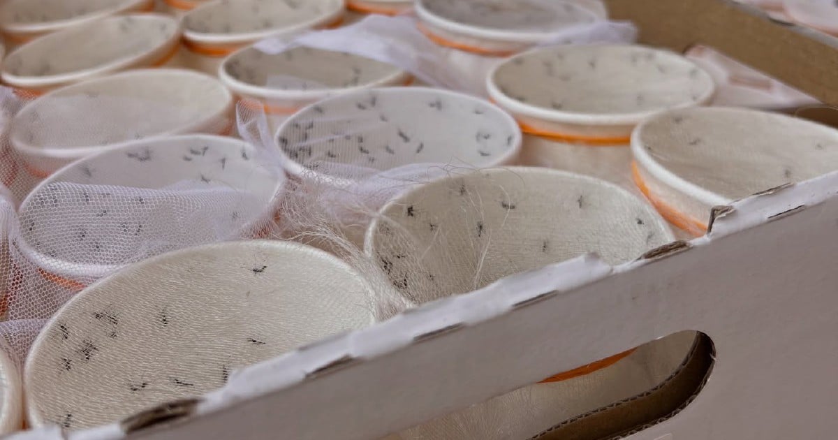 Wolbachia mosquito release cuts dengue cases 50–80 per cent