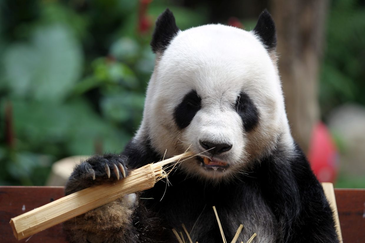 Zoo Negara's panda centre to reopen soon as Chen Xing, Xiao Yue complete quarantine