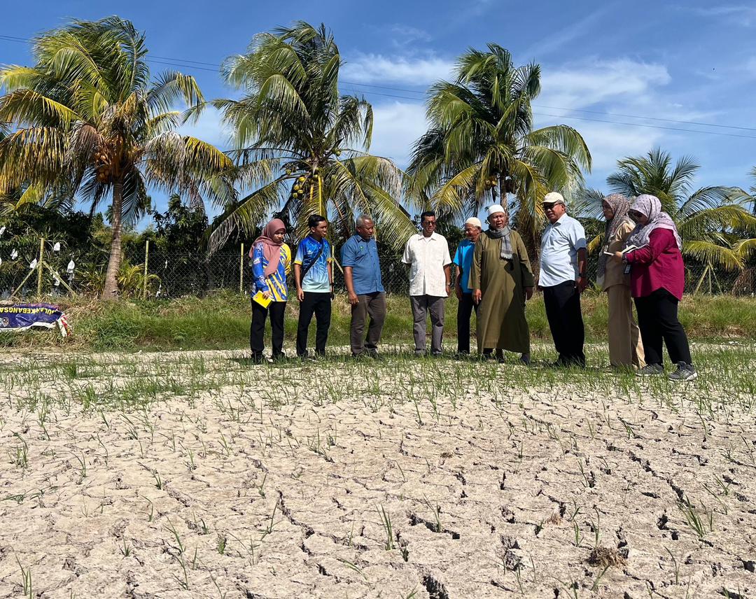 291.8 hektar sawah di Perlis kering-kontang