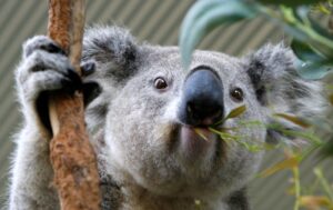 QuickCheck: Do koalas really spend most of their day sleeping?