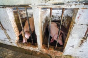 Selangor sedia import babi dari negeri lain