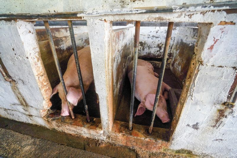 Selangor sedia import babi dari negeri lain