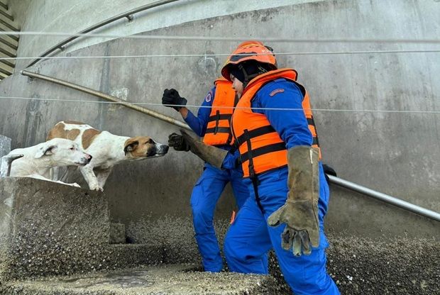 Dogs stranded at sea-based TNB tower rescued by Civil Defence Force