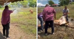 I shot aggressive cow for safety, says Perlis MB