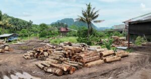 GOF detains 11, seizes RM2.43mil timber in Kelantan, Terengganu raids
