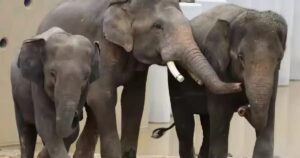 MACC opens probe into elephants’ transfer to Japan zoo