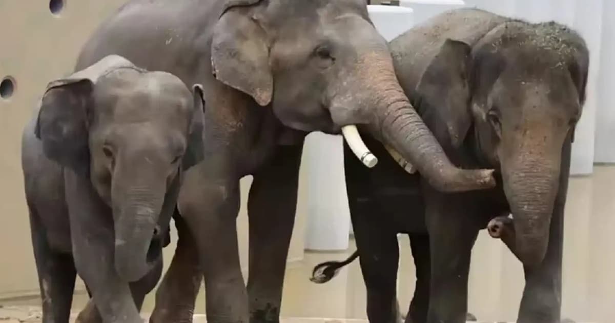 MACC opens probe into elephants’ transfer to Japan zoo