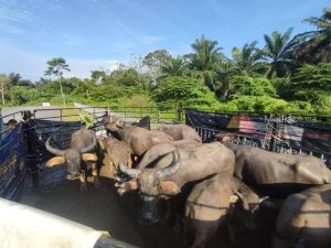 25 kerbau mati akibat wabak hawar berdarah di Terengganu 