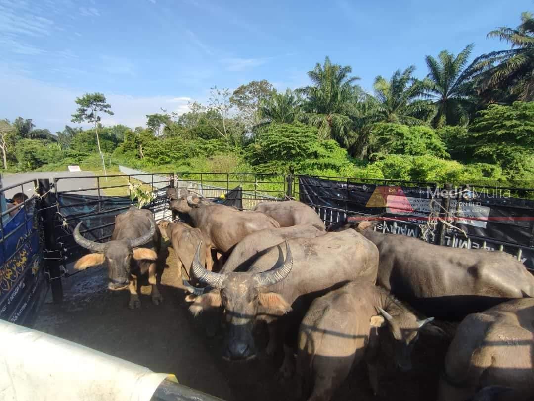 25 kerbau mati akibat wabak hawar berdarah di Terengganu 
